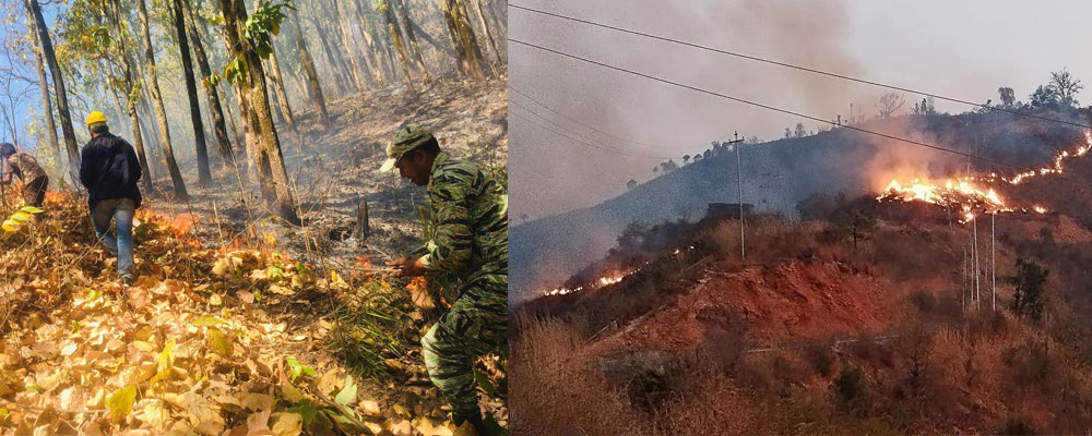 वन डढेलो नियन्त्रण गर्न अनुसन्धानलाई प्राथमिकता दिनुपर्नेमा जोड