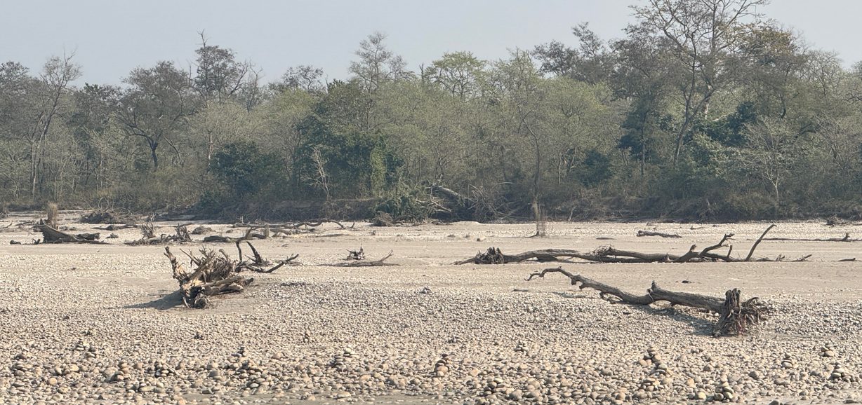 कर्णालीमा हरेक वर्ष बग्छन् करोडौँका काठ