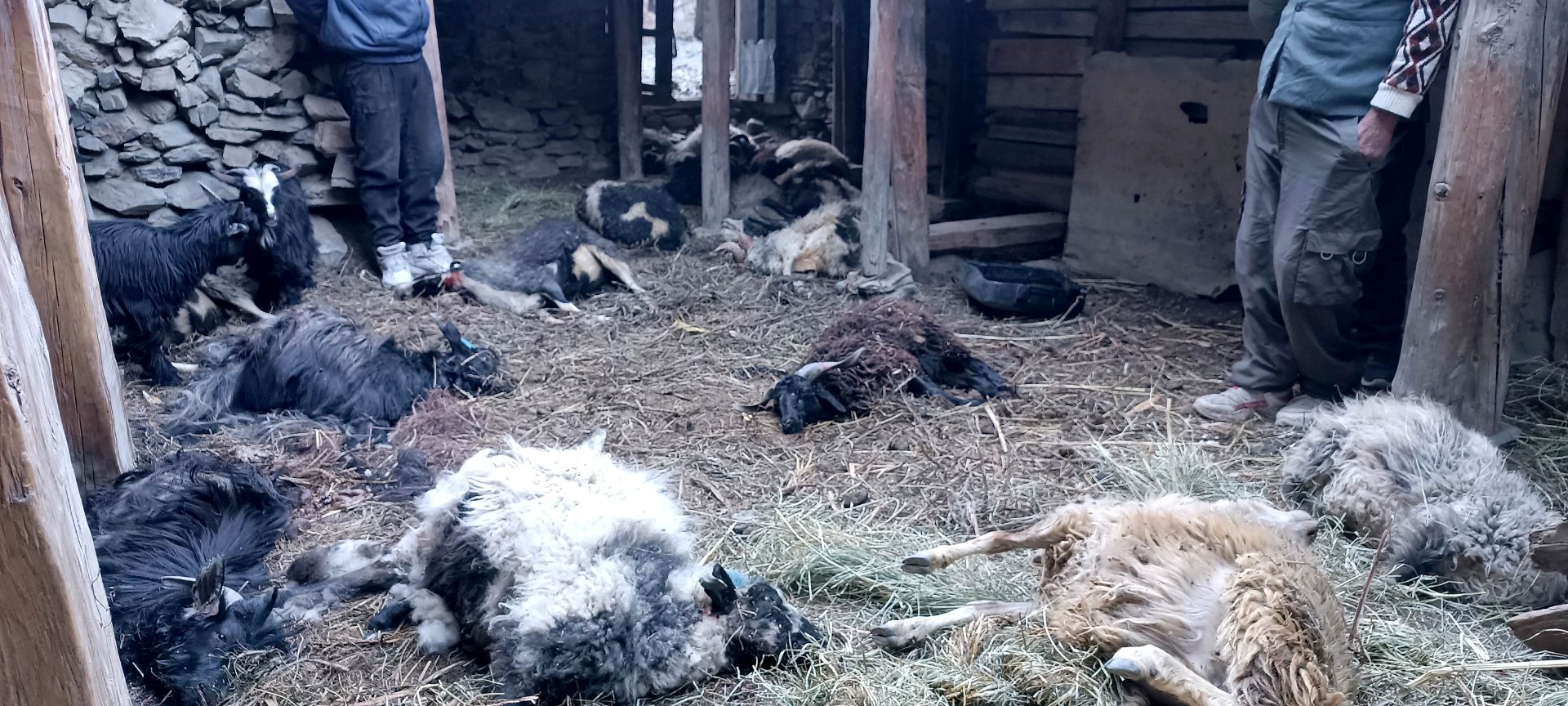 मुस्ताङमा हिउँ चितुवाको आक्रमणबाट १९ भेडा मरे
