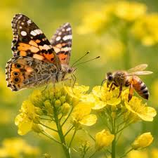 माहुरी र विद्यार्थी