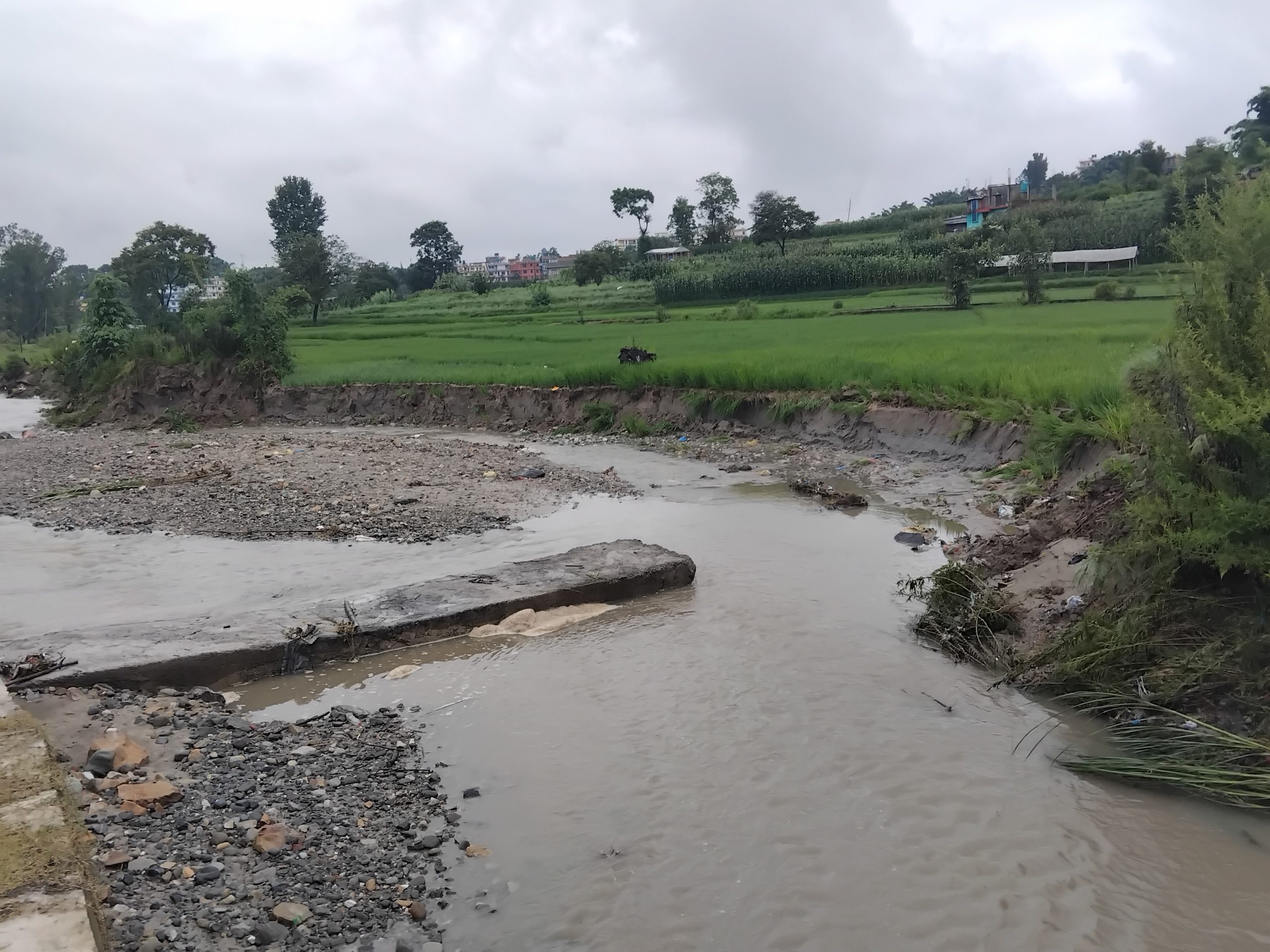 तब्या खुसीको बाढीले सयौँ रोपनी धान खेती नोक्सान