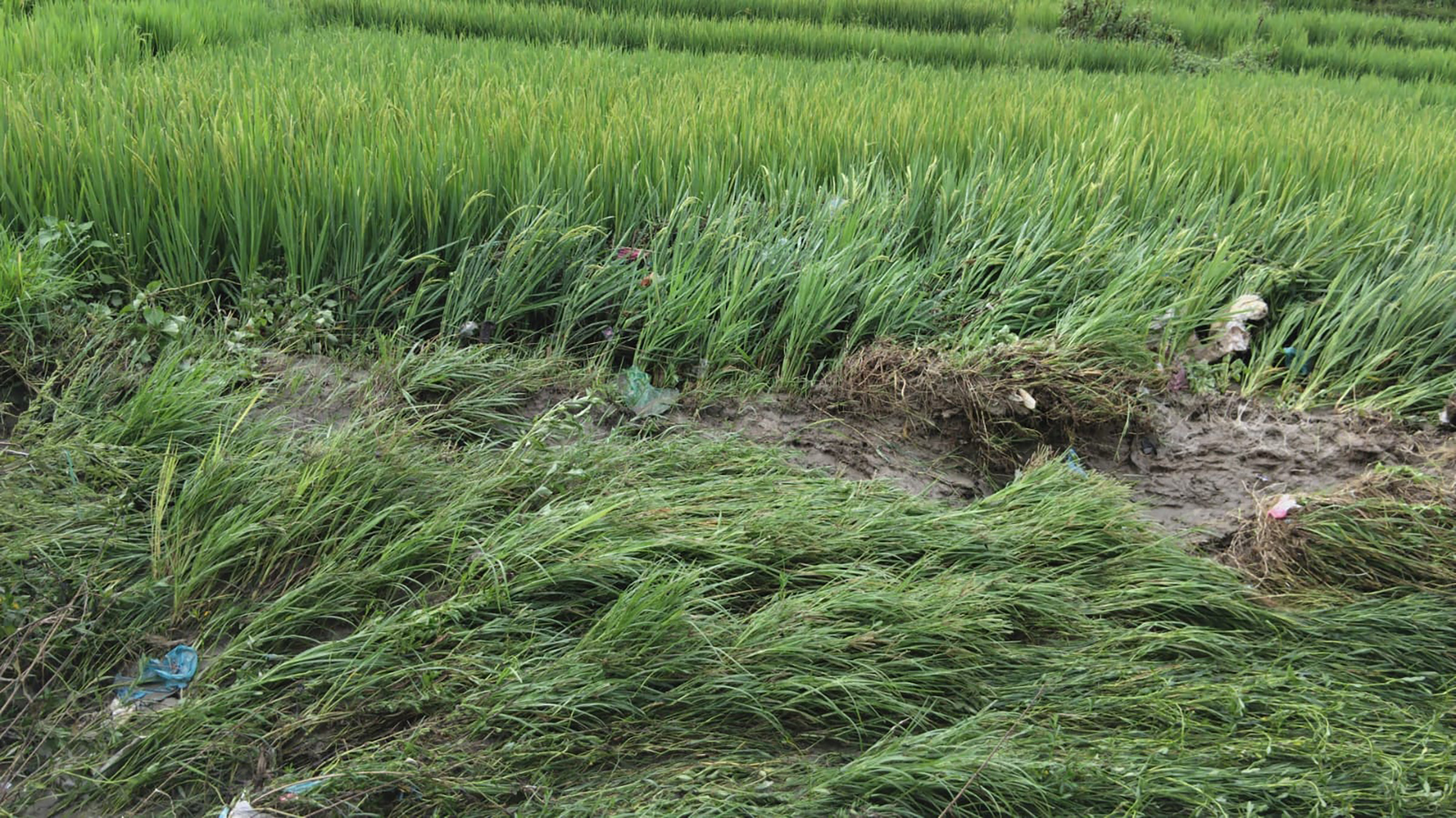 पाक्नै लागेको धानबाली नष्ट : भक्तपुरका किसान दुःखी